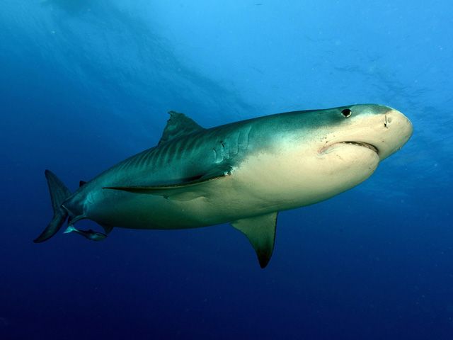 requin tigre