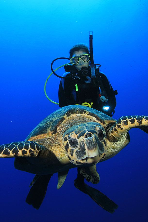 Dive in Tahiti